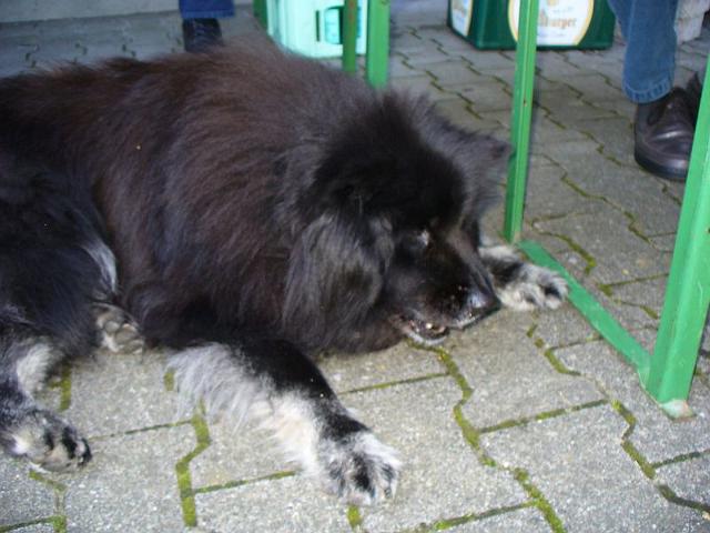 064 auch Dolly mit fast 17 Jahren ist dabei.JPG